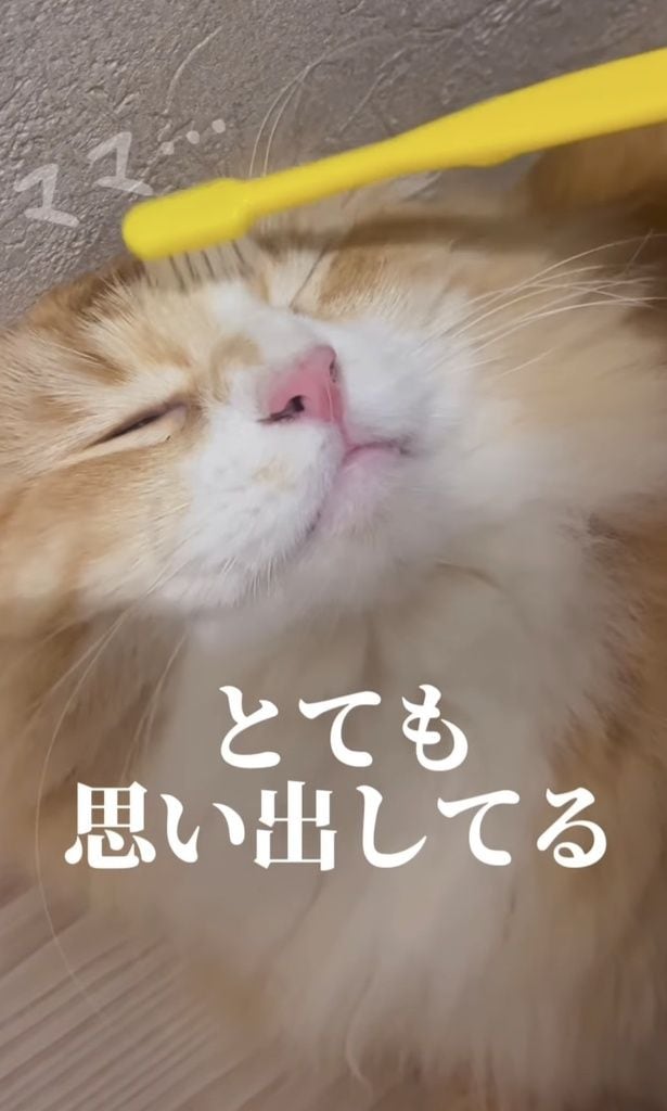母猫を思い出しているようなうっとり顔▶検証結果は…（⇒次へ）
