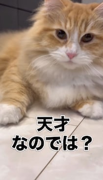 猫ちゃんのコインマジック！？驚きの結末に4.9万いいね「100円玉になりたい！」