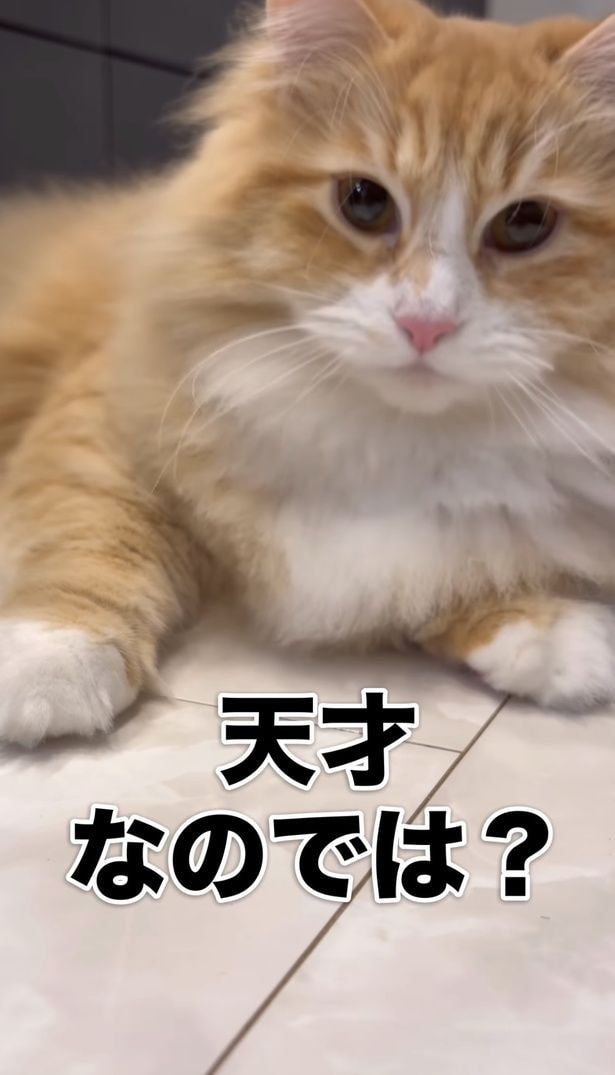 猫ちゃんのコインマジック！？驚きの結末に4.9万いいね「100円玉になりたい！」