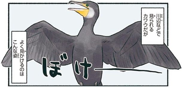 翼を広げてぼけーっ。潜水が得意なカワウが謎ポーズをする理由