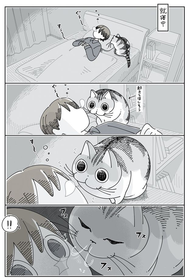 鼻息で起こすネコ