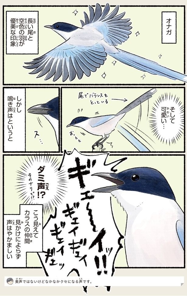 鳴き声はというと