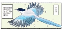 カラスの仲間だったの！？可愛い姿と鳴き声のギャップがひどいオナガ