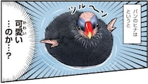 全身真っ黒・ツルーン頭！水鳥バンのヒナはクセになる可愛さ