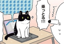 ちょっと席を外しただけなのに！猫がパソコンに乗ってくる理由が知りたくて