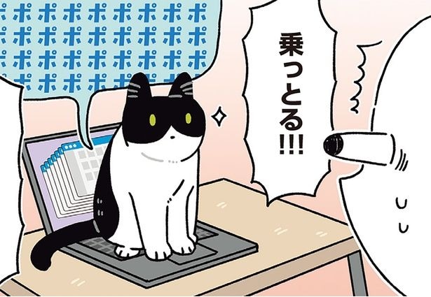 ちょっと席を外しただけなのに!猫がパソコンに乗ってくる理由が知りたくて