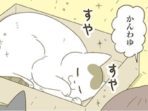 先輩猫のお気に入りボックスで眠る後輩猫。その愛らしさに飼い主は大喜びだけど