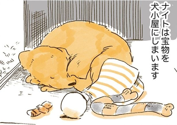 ナイトは宝物を犬小屋にしまいます