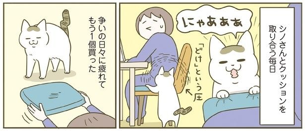 シノさんとクッションを取り合う毎日