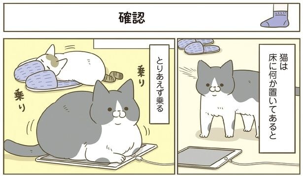 床に何か置いてあるととりあえず乗る