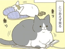 床に置いてあるものにとりあえず乗ってみる猫。今日は何に乗っているの？