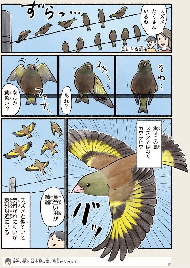 スズメたくさんいるね