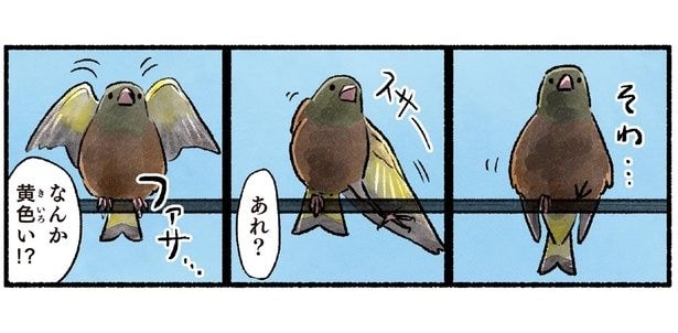 電線に留まっているのはスズメかな?実は黄色い羽のカワラヒワ