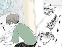 クローゼットの探し物中、とてとてと近づくネコ。静かに始まる攻防の話
