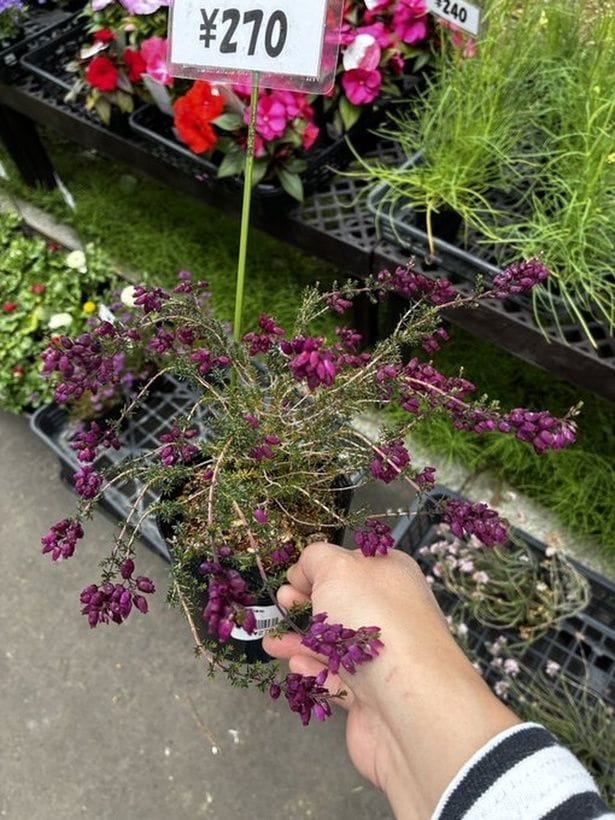 奇跡の出会い▶この可愛らしいお花は投稿者さんにとって特別なお花なのです(⇒次へ)