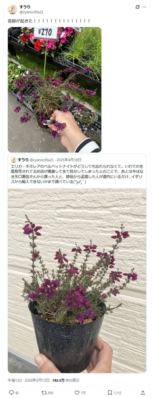 奇跡起きた!▶エリカへの愛がますます高まった投稿者さん(⇒次へ)