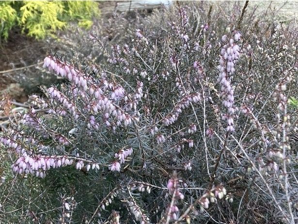 すうりさんが挿し木をして元気に活着したエリカ（薄ピンク）▶北海道では4月に薄ピンク、5月に濃いピンクが咲くそうです（⇒次へ）