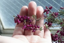 「奇跡が起きた」二度と出会えないとあきらめかけた幻の花。再会ドラマにSNSが感動の嵐