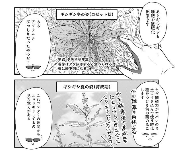 ギシギシも堆肥や液肥化できます