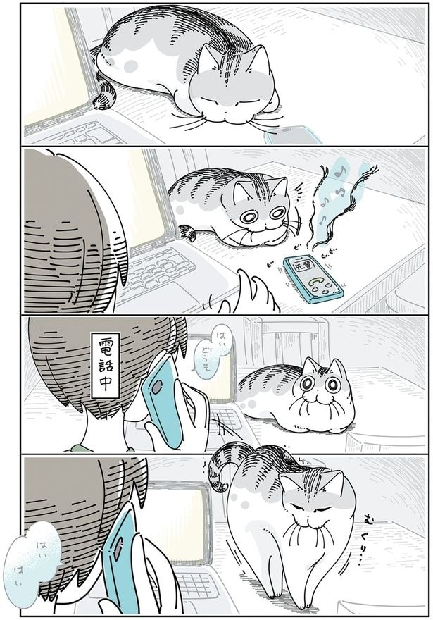 電話が気に入らないっぽいネコ