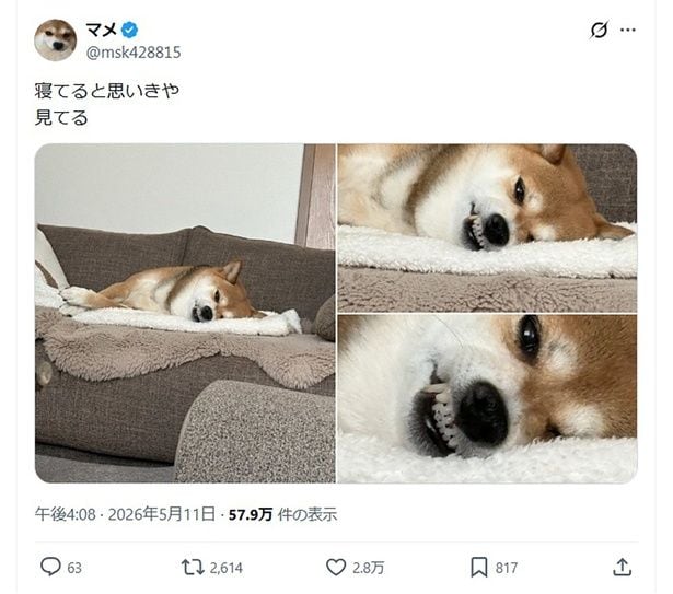 「寝てると思いきや 見てる」▶寝顔じゃなかった…?(⇒次へ)