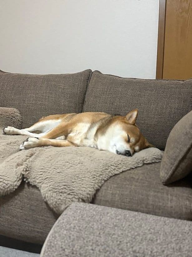 しっかり眠っているマメちゃん▶起きて…る?(⇒次へ)