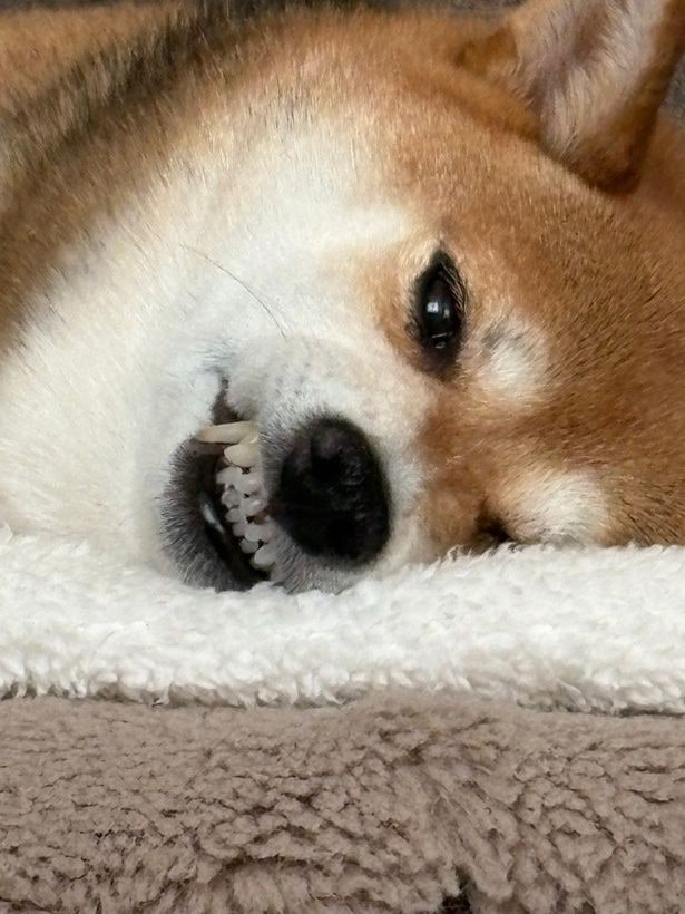 ムキ顔でこっちを見てる…!!▶ぺろりん(⇒次へ)