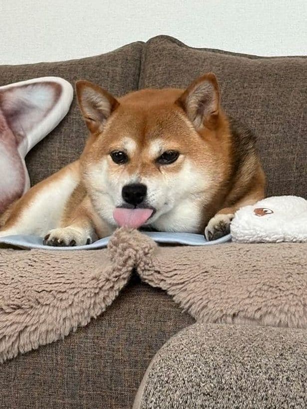 舌を出してるマメちゃん▶もふりたい(⇒次へ)