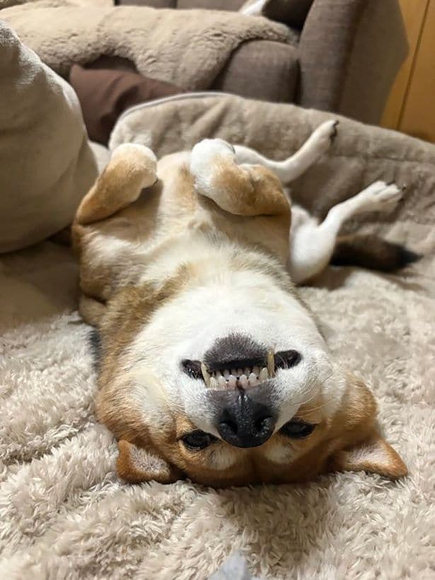 野生を完全に忘れた柴犬▶視線を感じて…(⇒次へ)