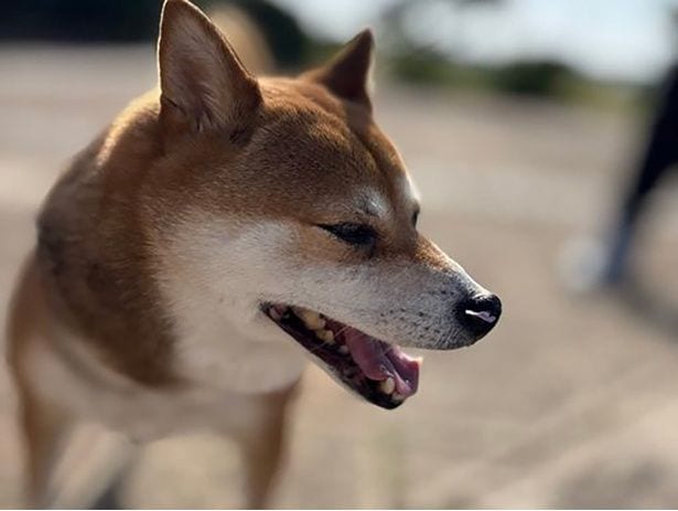 柴犬のかわいい寝姿を撮ったつもりが…予想外の表情に「歯が!」「どういう感情!?」