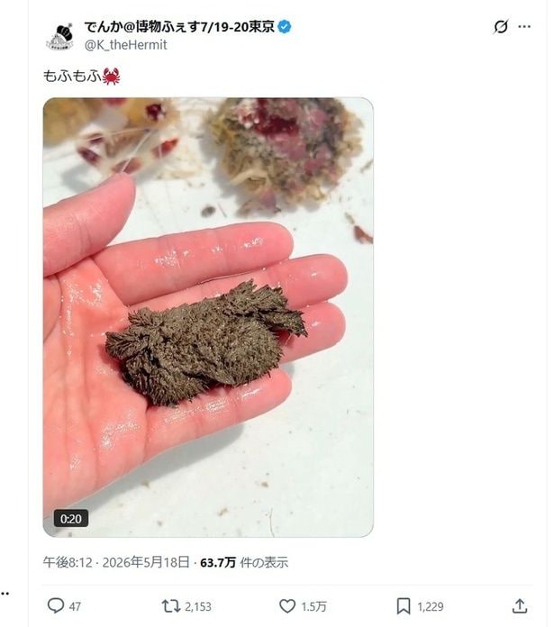 話題を呼んだ「もふもふ」と投稿されたポストです▶このもふもふは何でしょうか（⇒次へ）