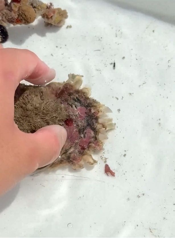 水底を動くもふもふ▶手に取ってみると…（⇒次へ）