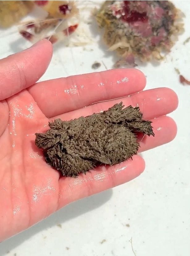 茶色いかたまりです。水にぬれているようですね▶水の中へ入れてみると（⇒次へ）