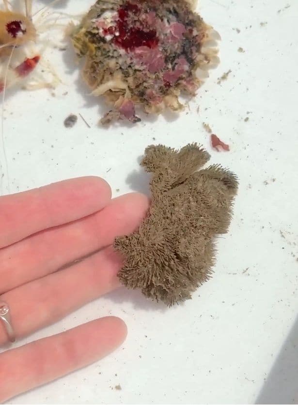 動き出しました！▶生き物だったの！？（⇒次へ）