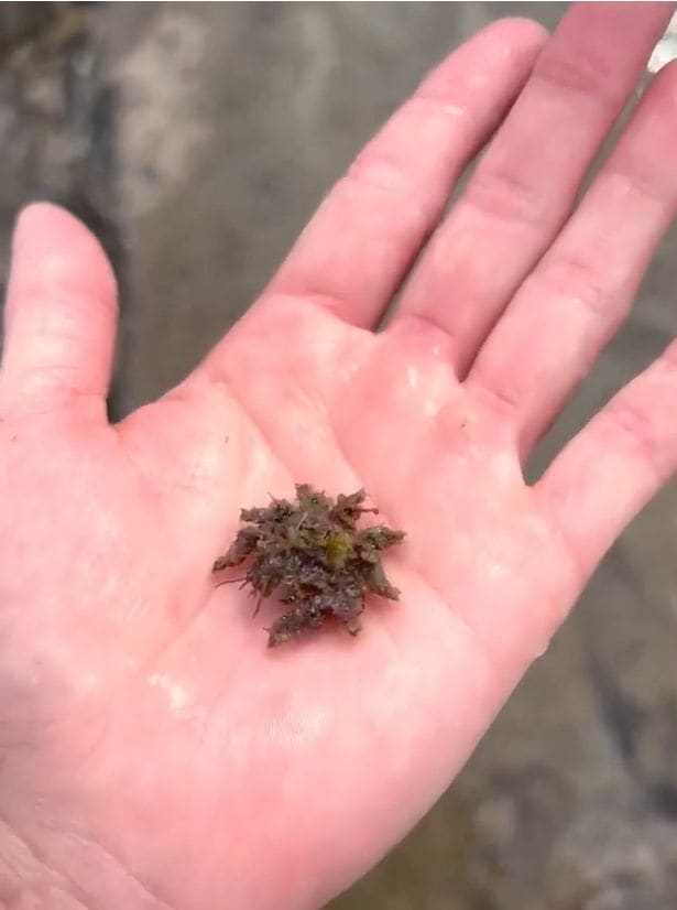 こちらもカニ▶小さくてかわいい「イソクズガニ」(⇒次へ)