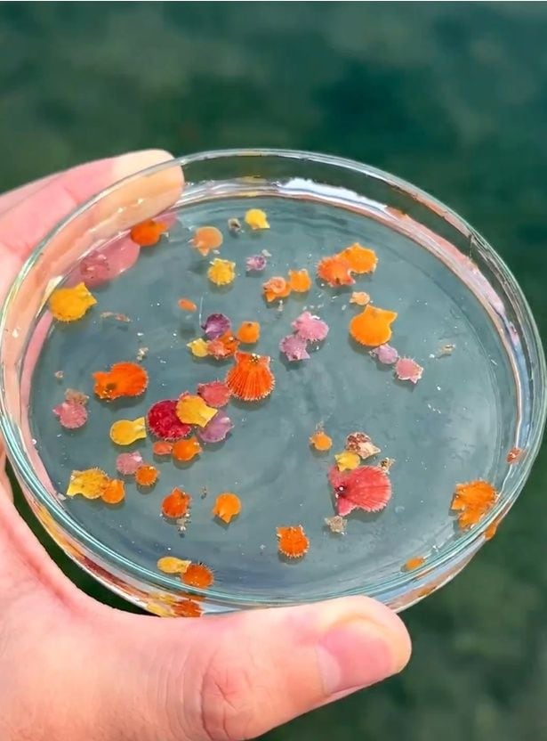 カラフルでちいさな貝!かわいい!▶ときどき泳ぐ様子も見られます(⇒次へ)