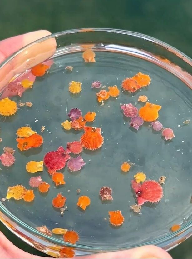 ヒオウギガイ▶でんかさんが採集した生き物が展示中!(⇒次へ)