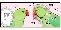 格好いい、のかな？ワカケホンセイインコのメスへのアピールダンス