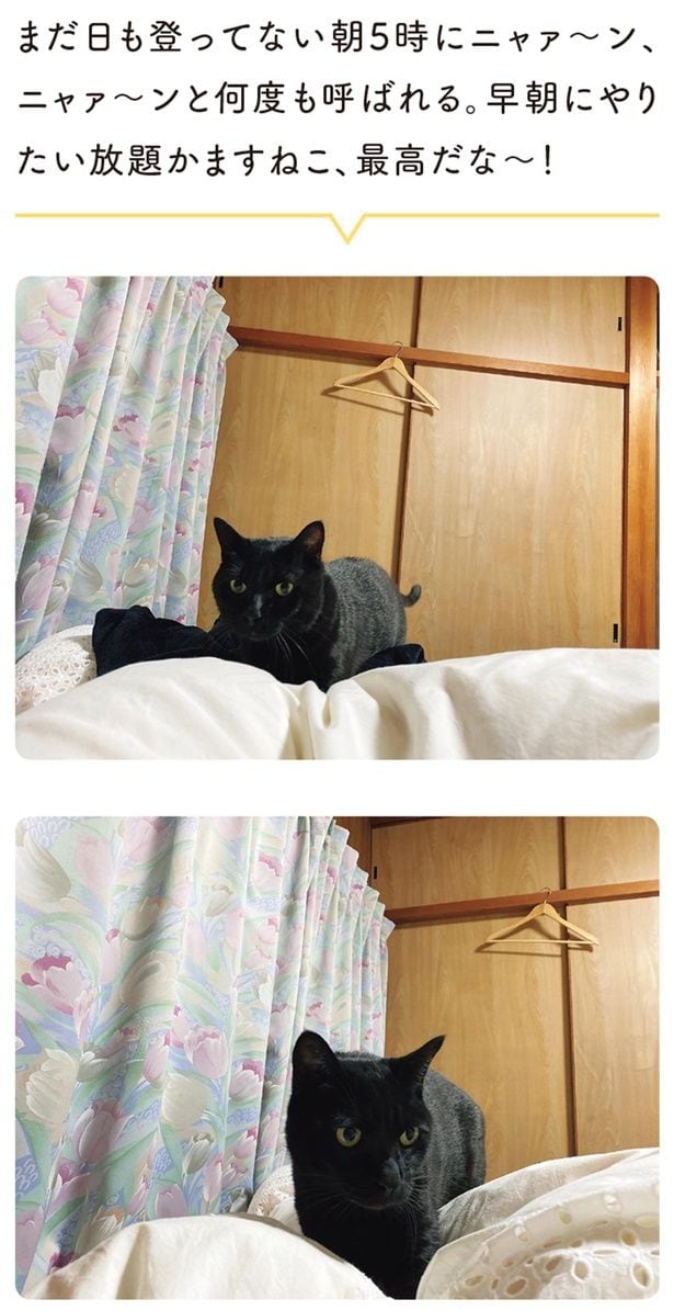 早朝にやりたい放題かますねこ、最高だな~!