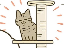 緊張しながらも慣れてきた？ キャットタワーも制覇し始めたのが愛おしくて