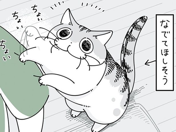 撫でてほしそうにやってくる猫