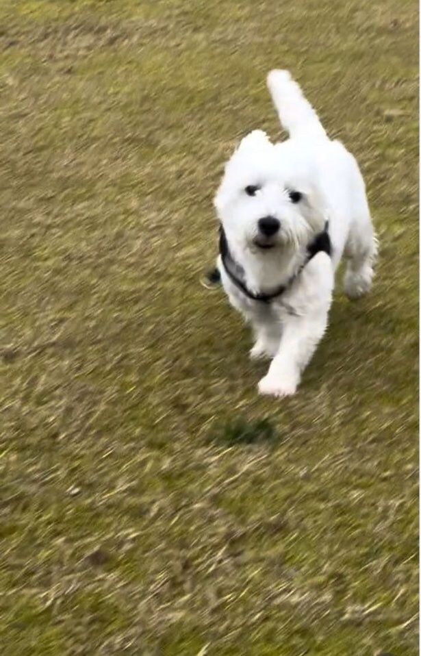 軽やかな足取り▶飼い主さんを置いてきた!?(⇒次へ)