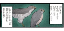 住宅街に猛禽類が！？「幻のタカ」と呼ばれていたハトサイズの鳥