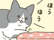 「ほう」「ほうほう」飼い主が作ったあったかベッドに興味津々の猫
