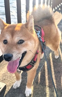 仰向けで寝ている柴犬の顔をのぞいてみたら…予想外の表情に2.4万いいね