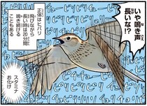 春告げ鳥のヒバリは驚異のスタミナ！20分間鳴き続けることも
