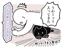 筋トレ中は要注意!?やめさせてくれない黒猫ろん