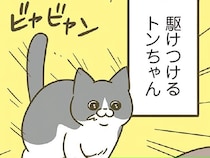 お食事センサー作動！ 飼い主の脛を舐め続ける後輩猫のもとに、先輩猫が現れて