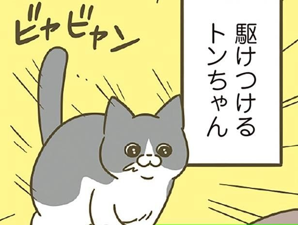 お食事センサー作動! 飼い主の脛を舐め続ける後輩猫のもとに、先輩猫が現れて