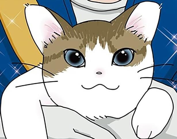 もう猫は飼わない